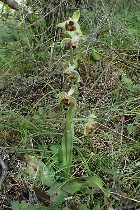 Ophrys levantina \ Levantinische Ragwurz / Levant Ophrys, Zypern/Cyprus,  Xyliatos 26.3.2025 