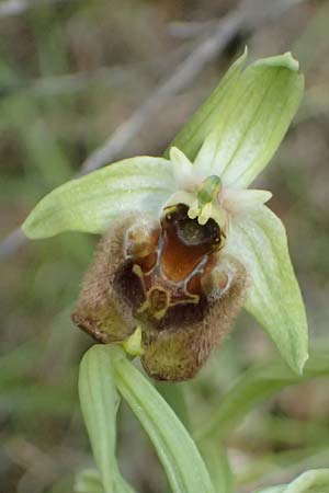 Ophrys levantina \ Levantinische Ragwurz / Levant Ophrys, Zypern/Cyprus,  Xyliatos 26.3.2025 