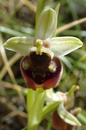 Ophrys levantina \ Levantinische Ragwurz / Levant Ophrys, Zypern/Cyprus,  Xyliatos 26.3.2025 