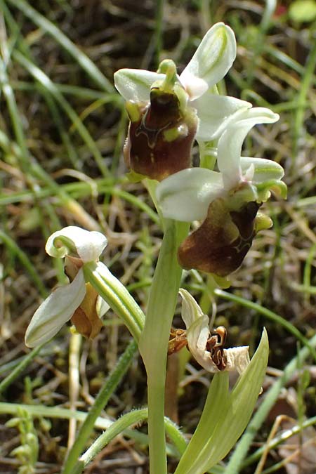 Ophrys levantina \ Levantinische Ragwurz / Levant Ophrys, Zypern/Cyprus,  Xyliatos 26.3.2025 