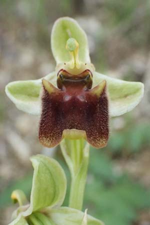 Ophrys levantina \ Levantinische Ragwurz / Levant Ophrys, Zypern/Cyprus,  Kourion 30.3.2025 