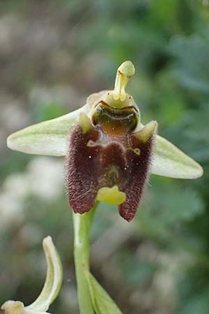 Ophrys levantina \ Levantinische Ragwurz / Levant Ophrys, Zypern/Cyprus,  Kourion 30.3.2025 