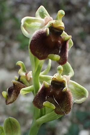 Ophrys levantina \ Levantinische Ragwurz / Levant Ophrys, Zypern/Cyprus,  Kourion 30.3.2025 
