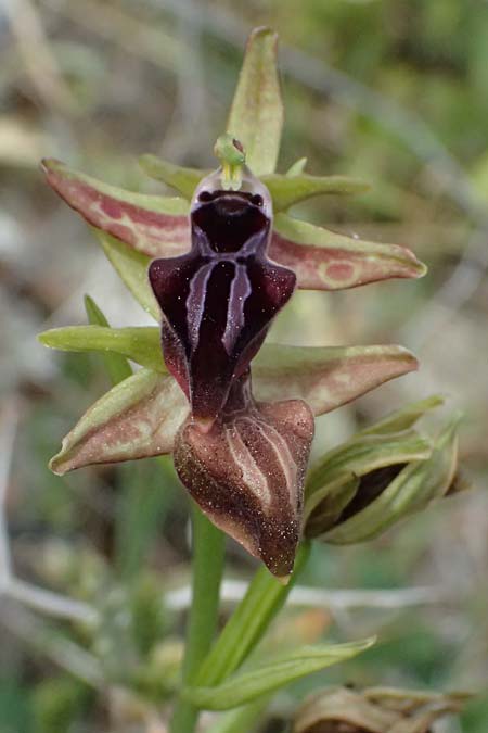 Ophrys morio \ Narrenkappen-Ragwurz, Zypern,  Pano Lefkara 25.3.2025 