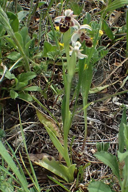 Ophrys orientalis \ Nabel-Ragwurz, Zypern,  Pano Lefkara 25.3.2025 