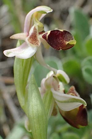 Ophrys orientalis \ Nabel-Ragwurz, Zypern,  Pano Lefkara 25.3.2025 