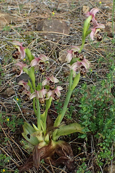 Ophrys orientalis \ Nabel-Ragwurz, Zypern,  Lagoudera 26.3.2025 