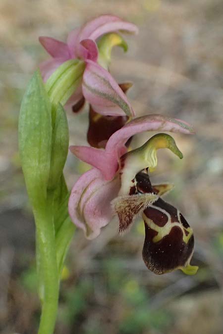 Ophrys orientalis \ Nabel-Ragwurz, Zypern,  Lagoudera 26.3.2025 