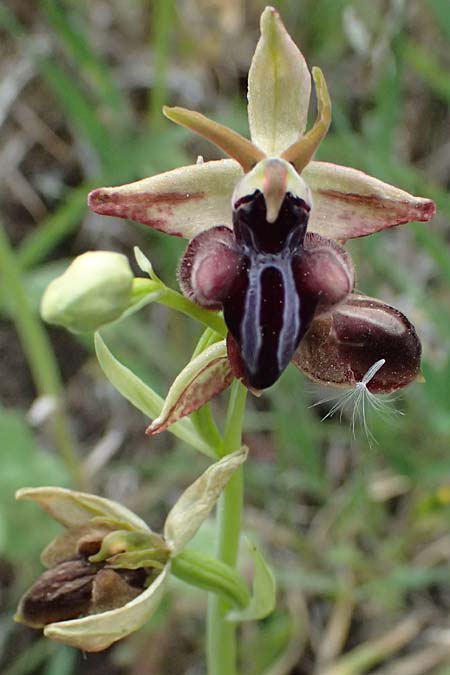 Ophrys posteria \ Spätblühende Ragwurz, Zypern,  Pano Lefkara 25.3.2025 