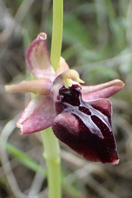 Ophrys posteria \ Spätblühende Ragwurz, Zypern,  Pano Lefkara 25.3.2025 