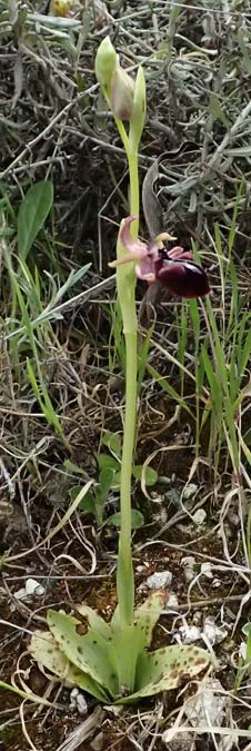 Ophrys posteria \ Spätblühende Ragwurz, Zypern,  Pano Lefkara 25.3.2025 