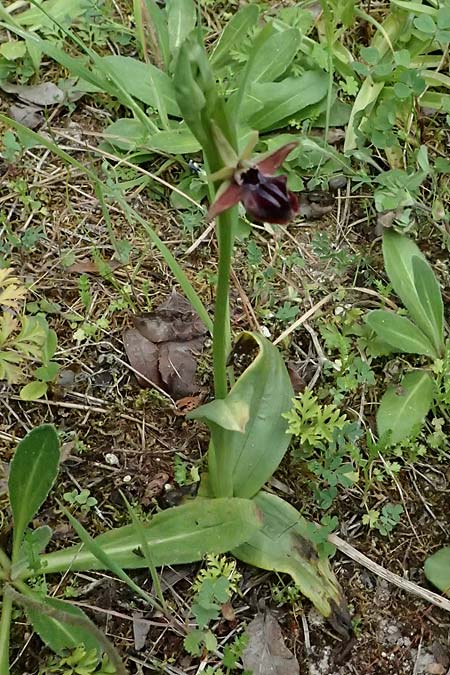 Ophrys posteria \ Spätblühende Ragwurz, Zypern,  Kato Archimandrita 1.4.2025 