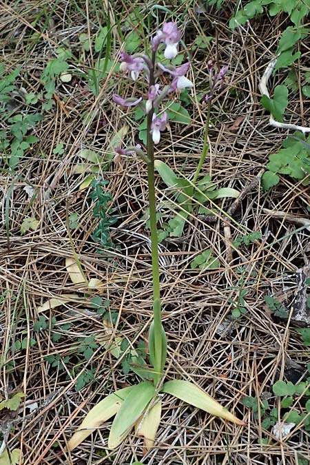 Anacamptis morio subsp. syriaca \ Syrisches Knabenkraut / Syrian Orchid, Zypern/Cyprus,  Akamas,Neo Chorio 20.3.2025 