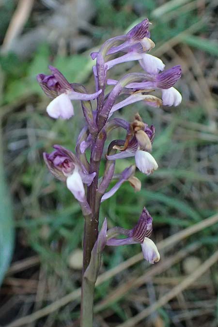 Anacamptis morio subsp. syriaca \ Syrisches Knabenkraut / Syrian Orchid, Zypern/Cyprus,  Akamas,Neo Chorio 20.3.2025 