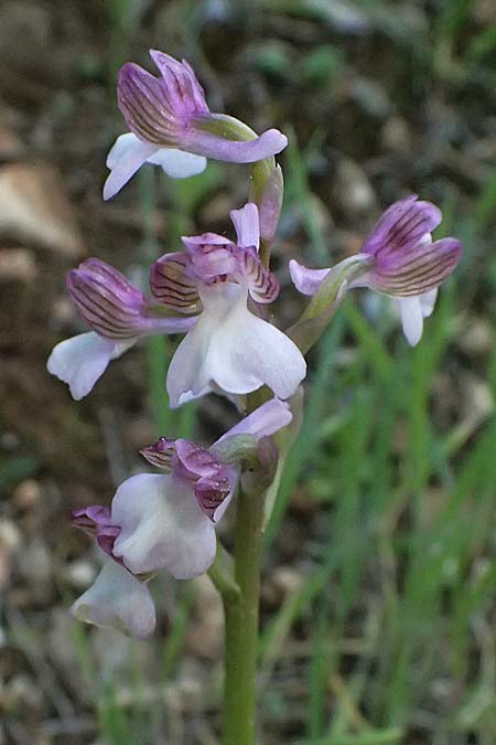 Anacamptis morio subsp. syriaca \ Syrisches Knabenkraut / Syrian Orchid, Zypern/Cyprus,  Akamas,Neo Chorio 20.3.2025 