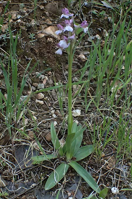 Anacamptis morio subsp. syriaca \ Syrisches Knabenkraut / Syrian Orchid, Zypern/Cyprus,  Akamas,Neo Chorio 20.3.2025 