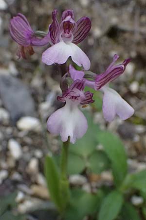 Anacamptis morio subsp. syriaca \ Syrisches Knabenkraut / Syrian Orchid, Zypern/Cyprus,  Kouklia 30.3.2025 