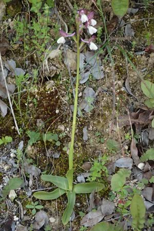 Anacamptis morio subsp. syriaca \ Syrisches Knabenkraut / Syrian Orchid, Zypern/Cyprus,  Kouklia 30.3.2025 