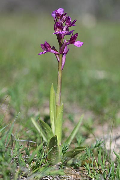 Anacamptis morio subsp. syriaca x papilionacea subsp. schirwanica, Zypern/Cyprus,  Kato Lefkara 7.3.2014 (Photo: Helmut Presser)
