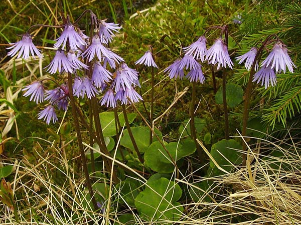 Soldanella montana \ Wald-Soldanelle, Berg-Alpengl�ckchen / Greater Alpine Clock, Tschechien/Czechia Pr�ily-Su�ice,  Rozhledna Polednik (Mittagsberg) 15.5.2009 (Photo: Eva Knon)