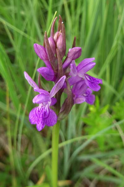 [click] Dactylorhiza bohemica, Tschechien/Czechia,  Cesk Lpa 27.6.2021 (Photo: Jan Kocna)