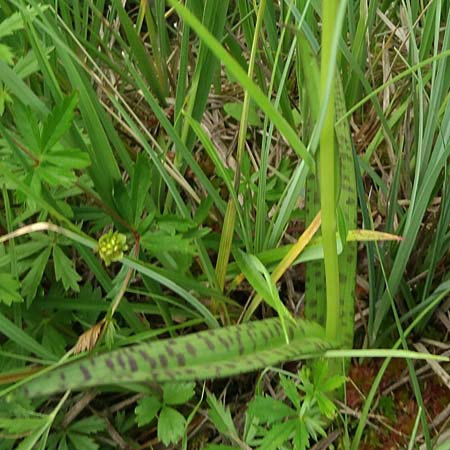 Dactylorhiza bohemica \ Böhmische Fingerwurz, Bömisches Knabenkraut / Bohemian Orchid, Tschechien/Czechia,  Cesk Lpa 27.6.2021 (Photo: Jan Kocna)