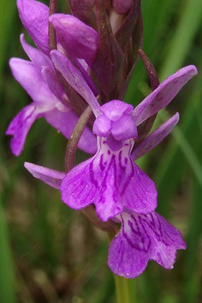 Dactylorhiza bohemica \ Böhmische Fingerwurz, Bömisches Knabenkraut / Bohemian Orchid, Tschechien/Czechia,  Cesk Lpa 27.6.2021 (Photo: Jan Kocna)