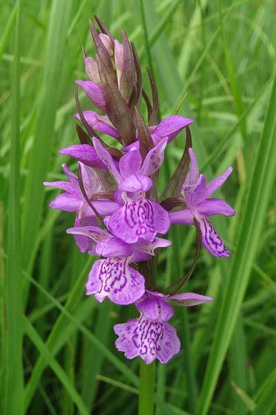Dactylorhiza bohemica \ Böhmische Fingerwurz, Bömisches Knabenkraut / Bohemian Orchid, Tschechien/Czechia,  Cesk Lpa 27.6.2021 (Photo: Jan Kocna)