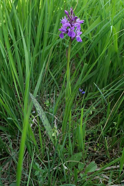 [click] Dactylorhiza bohemica, Tschechien/Czechia,  Cesk Lpa 22.6.2023 (Photo: Jan Kocna)