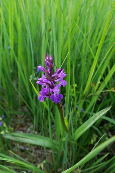 Dactylorhiza bohemica \ Böhmische Fingerwurz, Bömisches Knabenkraut / Bohemian Orchid, Tschechien/Czechia,  Cesk Lpa 22.6.2023 (Photo: Jan Kocna)