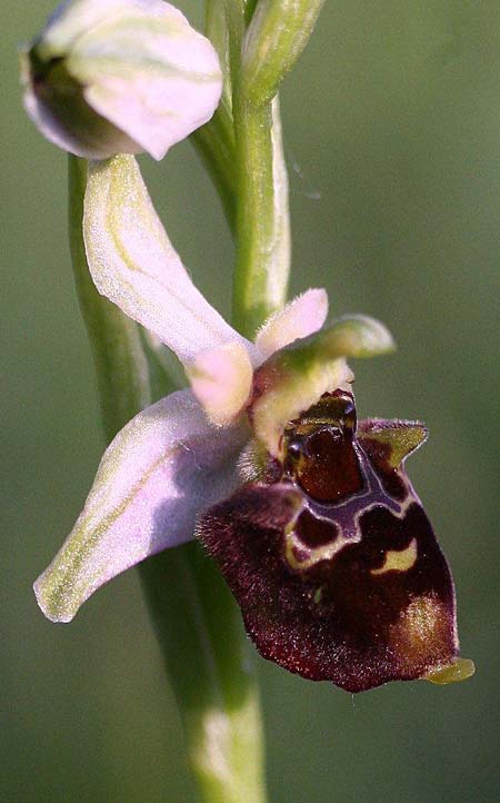 Ophrys holubyana \ Holubys Ragwurz, Tschechien,  Louka 21.5.2011 (Photo: Helmut Presser)
