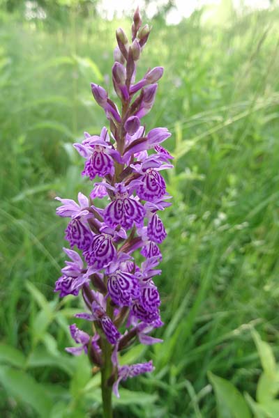 Dactylorhiza bohemica x majalis, Tschechien/Czechia,  Cesk Lpa 27.6.2021 (Photo: Jan Kocna)