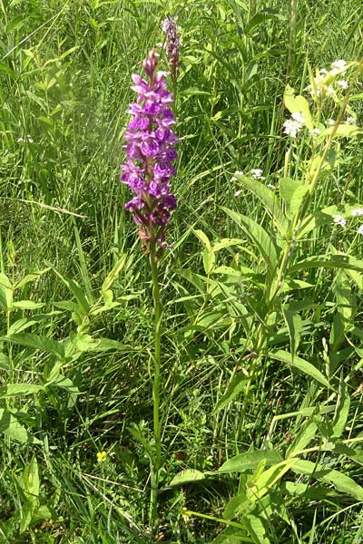 Dactylorhiza bohemica x majalis, Tschechien/Czechia,  Cesk Lpa 27.6.2021 (Photo: Jan Kocna)