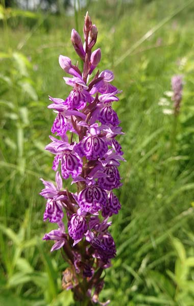 Dactylorhiza bohemica x majalis, Tschechien/Czechia,  Cesk Lpa 27.6.2021 (Photo: Jan Kocna)