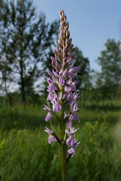 Dactylorhiza maculata \ Gefleckte Fingerwurz, Geflecktes Knabenkraut, Tschechien,  Cesk Lpa 22.6.2023 (Photo: Jan Kocna)