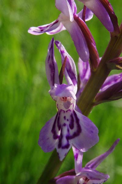 Dactylorhiza bohemica x maculata, Tschechien/Czechia,  Cesk Lpa 27.6.2021 (Photo: Jan Kocna)