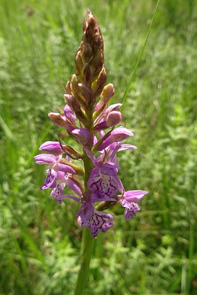 Dactylorhiza bohemica x maculata, Tschechien/Czechia,  Cesk Lpa 27.6.2021 (Photo: Jan Kocna)
