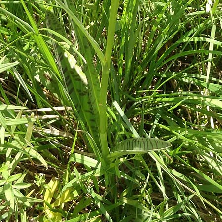 Dactylorhiza bohemica x maculata, Tschechien/Czechia,  Cesk Lpa 27.6.2021 (Photo: Jan Kocna)