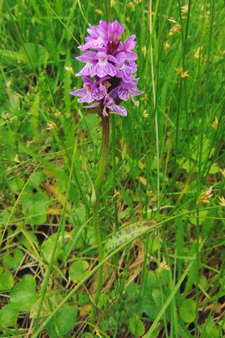 Dactylorhiza maculata subsp. sudetica \ Sudeten-Fingerwurz / Sudetenland Orchid, Tschechien/Czechia,  Krkonoe 13.7.2021 (Photo: Jan Kocna)