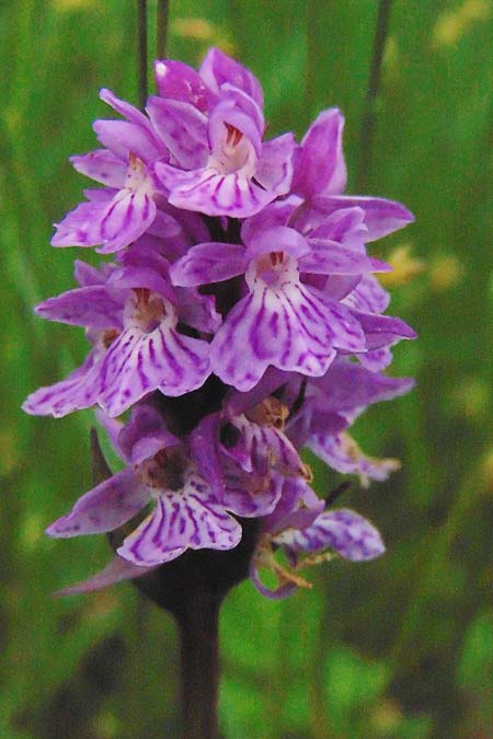 Dactylorhiza maculata subsp. sudetica \ Sudeten-Fingerwurz / Sudetenland Orchid, Tschechien/Czechia,  Krkonoe 13.7.2021 (Photo: Jan Kocna)
