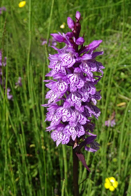 Dactylorhiza maculata subsp. sudetica \ Sudeten-Fingerwurz / Sudetenland Orchid, Tschechien/Czechia,  Krkonoe 13.7.2021 (Photo: Jan Kocna)