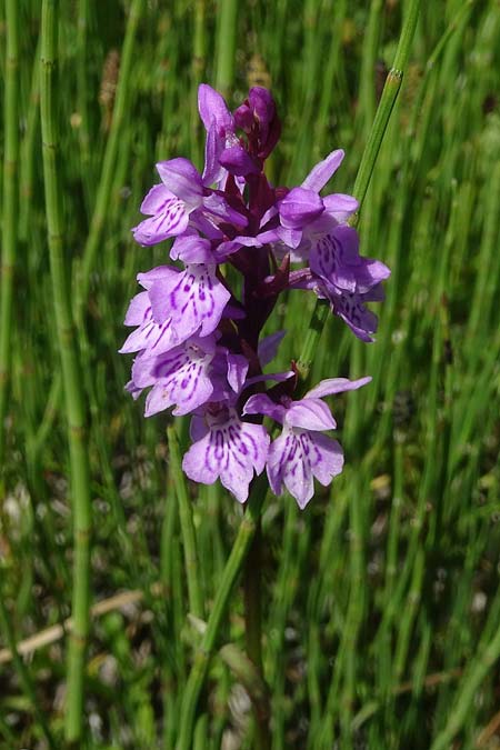 Dactylorhiza maculata subsp. sudetica \ Sudeten-Fingerwurz / Sudetenland Orchid, Tschechien/Czechia,  Krkonoe 13.7.2021 (Photo: Jan Kocna)