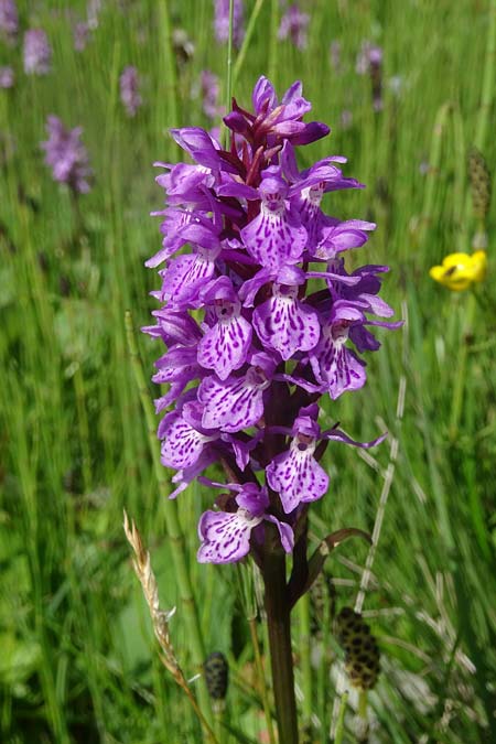 Dactylorhiza maculata subsp. sudetica \ Sudeten-Fingerwurz / Sudetenland Orchid, Tschechien/Czechia,  Krkonoe 13.7.2021 (Photo: Jan Kocna)