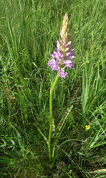 Dactylorhiza maculata x majalis, Tschechien/Czechia,  Cesk Lpa 24.6.2021 (Photo: Jan Kocna)