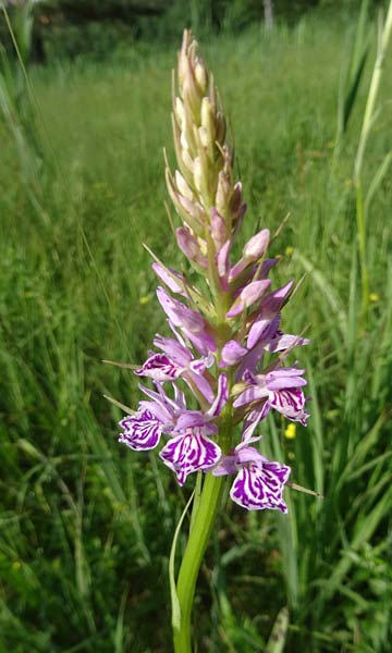 Dactylorhiza maculata x majalis, Tschechien/Czechia,  Cesk Lpa 24.6.2021 (Photo: Jan Kocna)