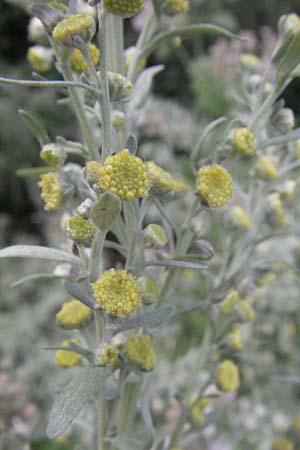 Artemisia absinthium \ Wermut, D Mannheim 28.6.2007