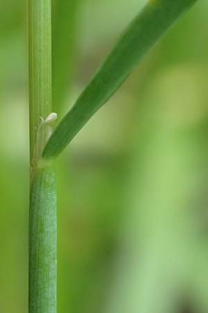 Alopecurus aequalis \ Gelbroter Fuchsschwanz / Orange Foxtail, D Groß-Gerau 28.7.2017
