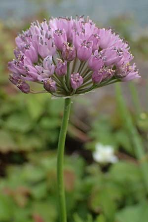 Allium angulosum, Schultes's Nightshade Allium angulosum, Schultes's Nightshade