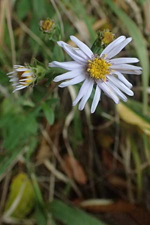 Aster amellus \ Berg-Aster / Italian Aster, D Mömlingen 30.8.2025