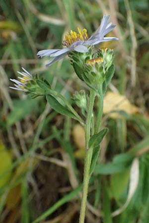 Aster amellus \ Berg-Aster / Italian Aster, D Mömlingen 30.8.2025